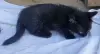 Кошкины детки - Городея - 261307 - Доска объявлений Kupika.by
