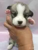 Собаки - Щенки вельш-корги-пемброк - Вся Беларусь - Фото 6 Щенки вельш-корги-пемброк - Вся Беларусь - 263027 - Доска объявлений Kupika.by - Фото 6