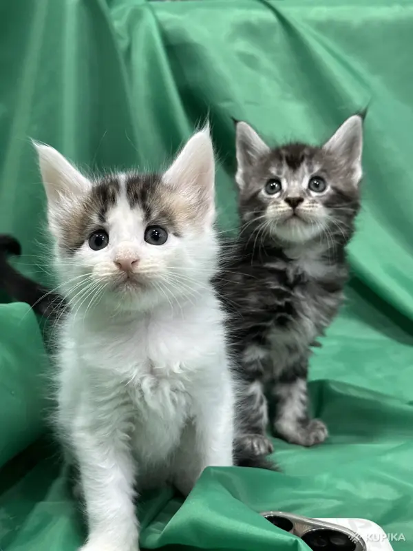 Кошки - Мейн-кун котята - Вся Беларусь - Фото 3 Мейн-кун котята - Вся Беларусь - 261741 - Доска объявлений Kupika.by - Фото 3