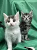Кошки - Мейн-кун котята - Вся Беларусь - Фото 3 Мейн-кун котята - Вся Беларусь - 261741 - Доска объявлений Kupika.by - Фото 3