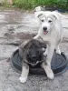 Щенки - Вся Беларусь - 260920 - Доска объявлений Kupika.by - Фото 2