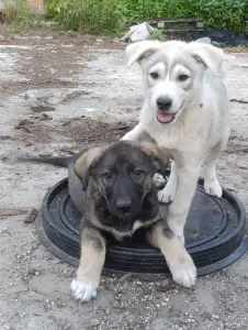 Щенки