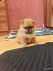 Девочка померанского шпица - Вся Беларусь - 262368 - Доска объявлений Kupika.by - Фото 3