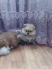 Собаки - Шпицы померанского шпица - Вся Беларусь - Фото 5 Шпицы померанского шпица - Вся Беларусь - 262151 - Доска объявлений Kupika.by - Фото 5