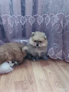 Шпицы померанского шпица