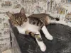 Найдена кошка в Фаниполе, чипированная - Вся Беларусь - 263568 - Доска объявлений Kupika.by - Фото 8