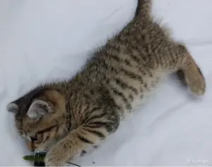 Кошкины детки