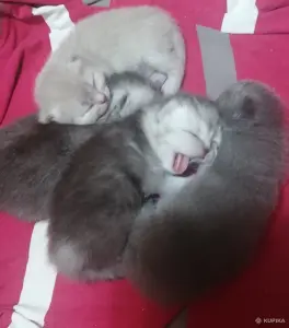 Котята шотландские вислоухие