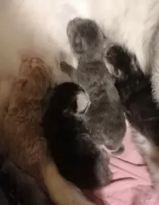 Котята шотландские