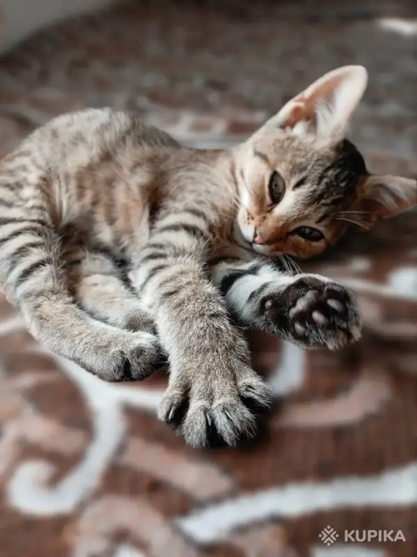 Кошки - Котёнок в дар - Вся Беларусь Котёнок в дар - Вся Беларусь - 261477 - Доска объявлений Kupika.by