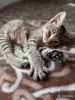 Кошки - Котёнок в дар - Вся Беларусь Котёнок в дар - Вся Беларусь - 261477 - Доска объявлений Kupika.by