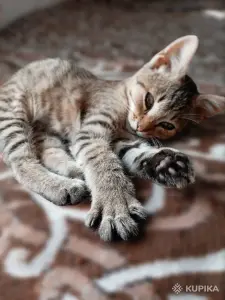 Котёнок в дар