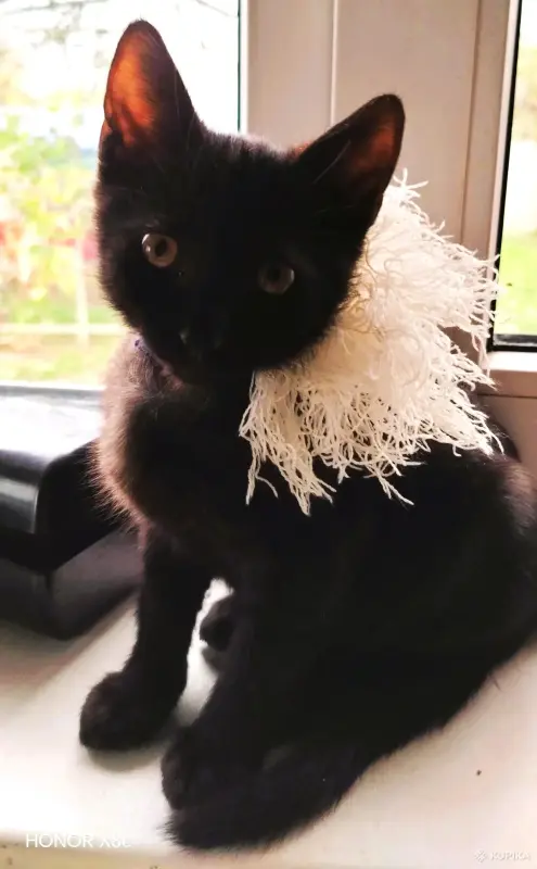 Веселые добрые котята