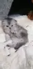 Котята  вислоухие шотландские - Вся Беларусь - 265605 - Доска объявлений Kupika.by - Фото 5