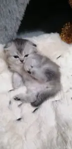 Котята вислоухие шотландские