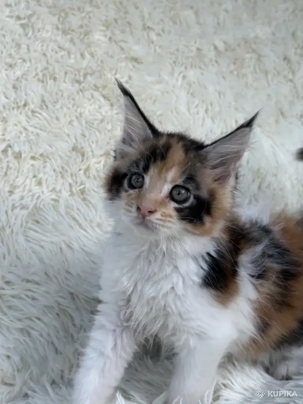 Кошки - Мейн-кун котята - Вся Беларусь - Фото 12 Мейн-кун котята - Вся Беларусь - 264222 - Доска объявлений Kupika.by - Фото 12