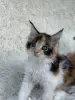 Кошки - Мейн-кун котята - Вся Беларусь - Фото 12 Мейн-кун котята - Вся Беларусь - 264222 - Доска объявлений Kupika.by - Фото 12
