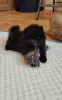 Девочка померанский шпиц - Вся Беларусь - 264843 - Доска объявлений Kupika.by