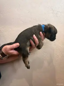 Брюссельский гриффон