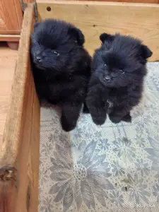 Мальчики померанского шпица