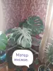 Монстера Альба и др. Высылаю почтой. - Вся Беларусь - 264372 - Доска объявлений Kupika.by - Фото 13