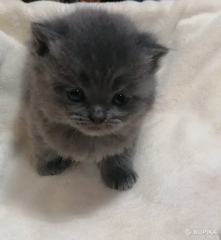Кошки - Котята шотландские - Вся Беларусь Котята шотландские - Вся Беларусь - 264577 - Доска объявлений Kupika.by