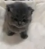 Кошки - Котята шотландские - Вся Беларусь Котята шотландские - Вся Беларусь - 264577 - Доска объявлений Kupika.by
