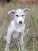 Щенки - Вся Беларусь - 265440 - Доска объявлений Kupika.by - Фото 6