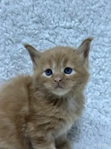 Мейн-кун котята