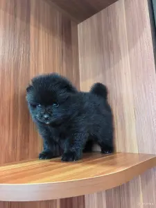 Щенки померанского шпица.