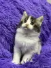 Мейн-кун котята - Вся Беларусь - 266228 - Доска объявлений Kupika.by