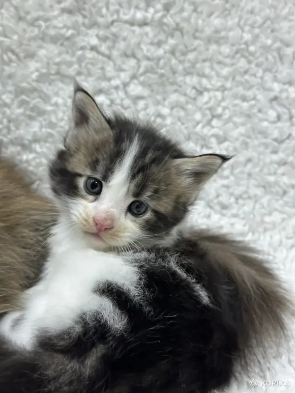 Мейн-кун котята - Кобрин - 264429 - Доска объявлений Kupika.by - Фото 3