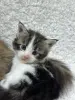 Мейн-кун котята - Кобрин - 264429 - Доска объявлений Kupika.by - Фото 3