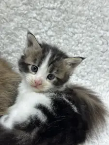 Мейн-кун котята