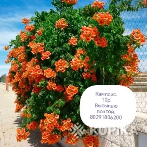 Многолетники. Высылаю почтой.