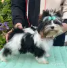 Щенок бивер мини мальчик - Вся Беларусь - 266060 - Доска объявлений Kupika.by