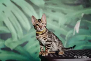 Бенгальский котёнок мальчик, кот бенгал