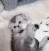 Котята  вислоухие шотландские - Вся Беларусь - 265605 - Доска объявлений Kupika.by