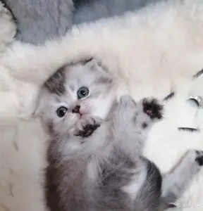 Котята вислоухие шотландские