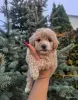 Мальтипу мини - Вся Беларусь - 265102 - Доска объявлений Kupika.by - Фото 3