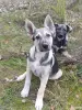 Щенки - Вся Беларусь - 265440 - Доска объявлений Kupika.by - Фото 12