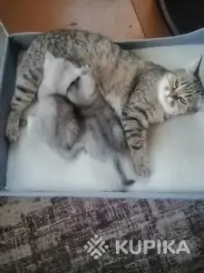 Шотландские котята правильной вязки