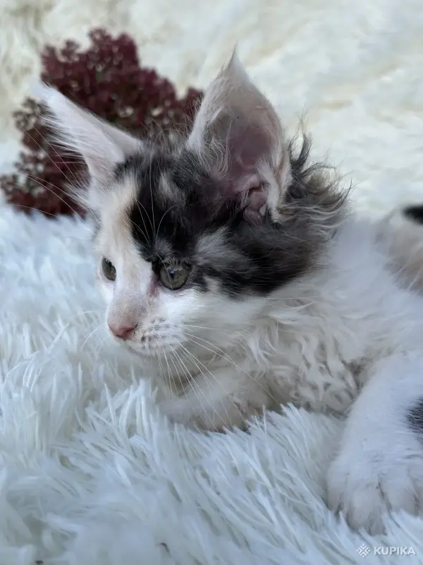 Кошки - Мейн-кун котята - Вся Беларусь - Фото 11 Мейн-кун котята - Вся Беларусь - 264222 - Доска объявлений Kupika.by - Фото 11