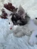Кошки - Мейн-кун котята - Вся Беларусь - Фото 11 Мейн-кун котята - Вся Беларусь - 264222 - Доска объявлений Kupika.by - Фото 11