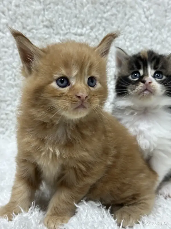 Мейн-кун котята - Кобрин - 264429 - Доска объявлений Kupika.by - Фото 8