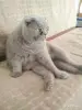 Кошки - Василий - лиловый вислоухий кот в дар - Вся Беларусь - Фото 2 Василий - лиловый вислоухий кот в дар - Вся Беларусь - 264157 - Доска объявлений Kupika.by - Фото 2