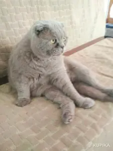 Василий - лиловый вислоухий кот в дар