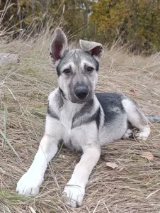 Щенки