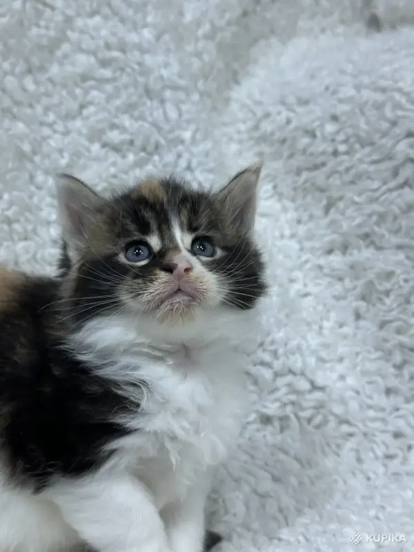Мейн-кун котята - Кобрин - 264429 - Доска объявлений Kupika.by - Фото 11