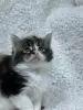 Мейн-кун котята - Кобрин - 264429 - Доска объявлений Kupika.by - Фото 11